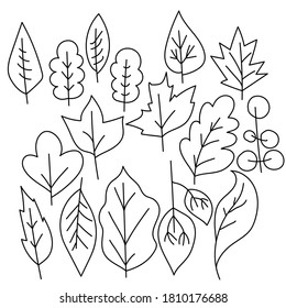 Set of doodle leaves with different trees, simple image of a leaf, coloring page vector illustration for design and creativity