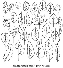 A set of doodle leaves of various shapes and sizes, an outline leaf with different venation and leaf blade shape vector illustration for design