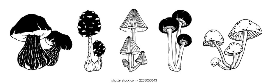 A set of doodle sketches of forest grebes, fly agaric. Ornamental plants. Vector graphics.