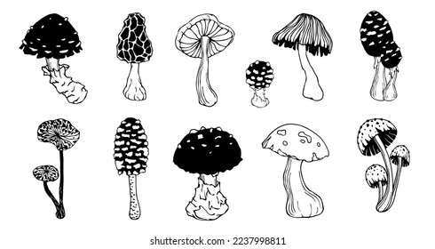 A set of doodle sketches of forest grebes, fly agaric. Ornamental plants. Vector graphics.