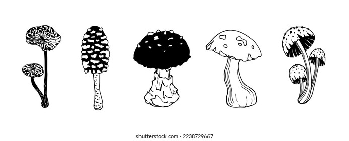 A set of doodle sketches of forest grebes, fly agaric. Ornamental plants. Vector graphics.	
