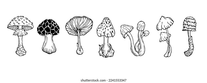 A set of doodle sketches of forest grebes, fly agaric. Ornamental plants. Vector graphics.	