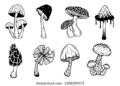 A set of doodle sketches of forest grebes, fly agaric. Ornamental plants. Vector graphics.	