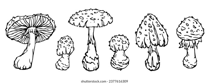 A set of doodle sketches of forest grebes, fly agaric. Ornamental plants. Vector graphics.