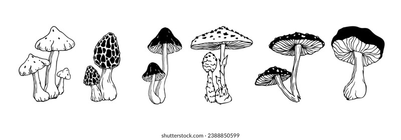 A set of doodle sketches of forest grebes, fly agaric. Ornamental plants. Vector graphics.	