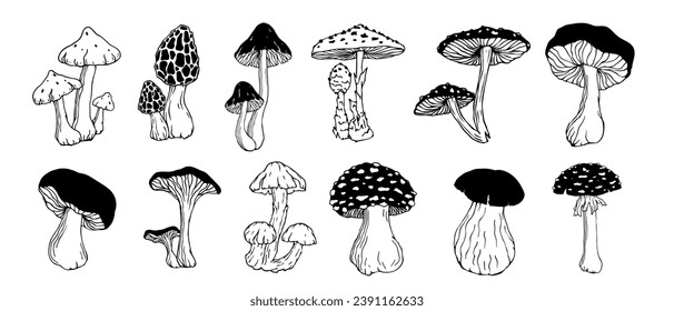 A set of doodle sketches of forest grebes, fly agaric. Ornamental plants. Vector graphics.	