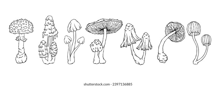 A set of doodle sketches of forest grebes, fly agaric. Ornamental plants. Vector graphics.	