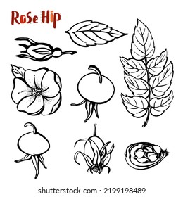 Set of doodle style rose hip. Wild nature plants for Cosmetics, Tea. Bourgeon, bud, leaves, flower, fruit. Black outline transparent.
