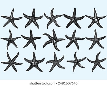 Set of doodles Different types of starfish silhouettes for Summer seafood vector element illustration