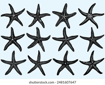 Conjunto de doodles Diferentes tipos de siluetas de estrellas de mar para la ilustración de elemento de Vector de mariscos de verano