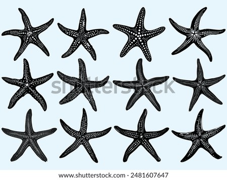 Set of doodles Different types of starfish silhouettes for Summer seafood vector element illustration