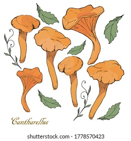  a set of doodles of mushrooms and plants. Chanterelles, orange mushroom caps, leaves
