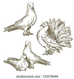 Set of doves. Vintage style. Vector illustration