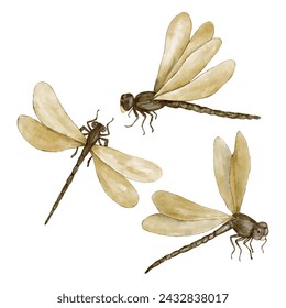 Set of dragonflies with yellow wings