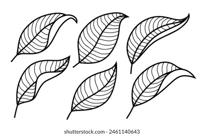 Set of drawing leaves with white background.