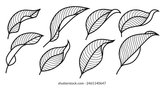 Set of drawing leaves with white background.