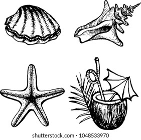 The set of drawing of seashell, cockle-shell, coconut cocktail, starfish. The outline vector illustration isolated on a white background.