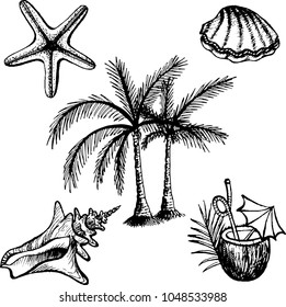 The set of drawing of seashell, cockle-shell, coconut cocktail, palm trees, starfish. The outline vector illustration isolated on a white background.