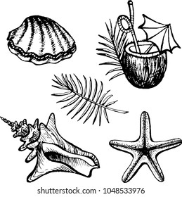 The set of drawing of seashell, cockle-shell, palm leaf, coconut cocktail, starfish. The outline vector illustration isolated on a white background.