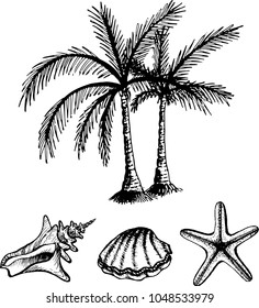 The set of drawing of seashell, cockle-shell, palm trees, starfish. The outline vector illustration isolated on a white background.