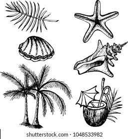 The set of drawing of seashell, cockle-shell, palm leaf, coconut cocktail, palm trees, starfish. The outline vector illustration isolated on a white background.