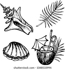 The set of drawing of seashell, cockle-shell, palm leaf, coconut cocktail. The outline vector illustration isolated on a white background.