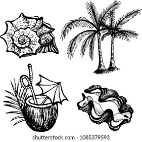 The set of drawing of seashell, cockle-shell, palm leaf, coconut cocktail. The outline vector illustration isolated on a white background.