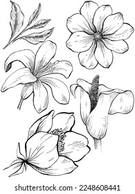 set drawing various kinds of flowers