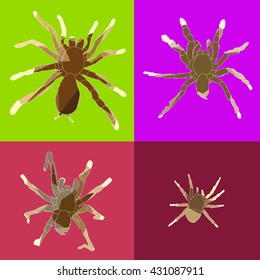 Set of drawing vector isolated poly big spiders pattern