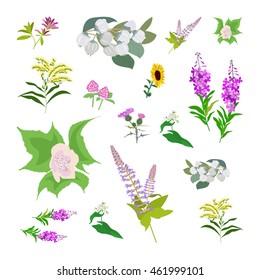 Set of drawing wild flowers, herbs and leaves, painted field plants, botanical illustration in flat style, colored floral collection, hand drawn vector image eps10