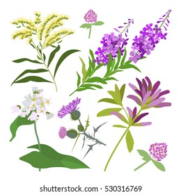 Set of drawing with wild flowers, herbs and leaves, painted field plants, botanical illustration in flat style, colored floral collection, hand drawn vector image eps10