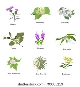 Set of drawing wild flowers, herbs and leaves, painted field plants, botanical illustration in flat style, colored floral collection, hand drawn vector image eps10