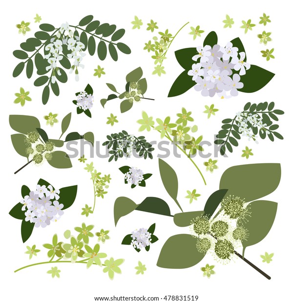 Set of drawing wild\
flowers, herbs and leaves, painted field plants, botanical\
illustration in flat style, colored floral collection, hand drawn\
vector image eps10