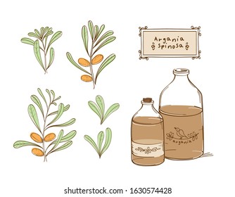 Set of drawings Argan tree, argania spinosa branch and glass bottles of oil. Vector.