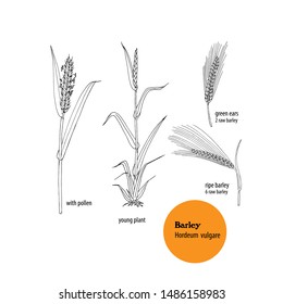 Set of drawings of Barley plant, Hordeum vulgare, young plant, with pollen and ears of two-row and six-row barley.
