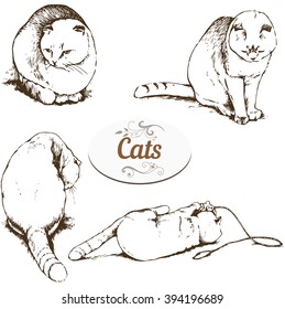 Set of drawings Briton  cat