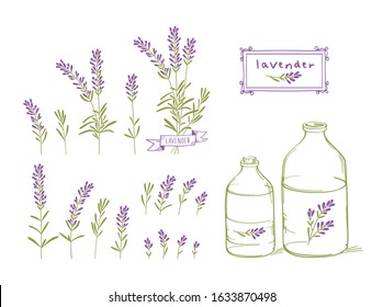 Set of drawings brushes of lavender flowers and glass bottles of oil. Vector. Vector.	
