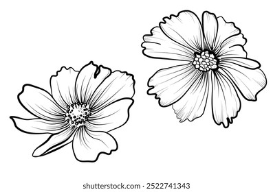 a set of drawings by hand of flowers of cosmea vector