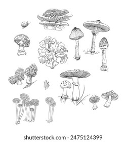 A set of drawings depicting mushrooms. Vector illustration.
