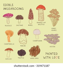 Set drawings of edible mushrooms for your design.