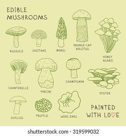 Set drawings of edible mushrooms for your design.