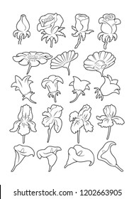 a set of drawings of flowers