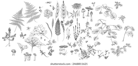 Set of drawings of forest botanical illustration. Vector graphics