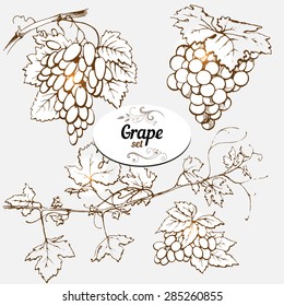 Set of drawings grape