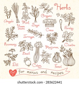 Set drawings of herbs for design menus, recipes and packages product. Vector Illustration.