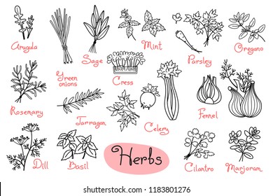 Set drawings of herbs used in cooking for design menus, recipes and packages product. Vector Illustration.