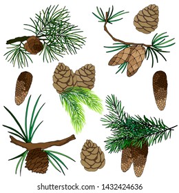 set of drawings, images of cones and branches of fir, pine trees