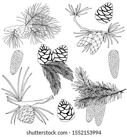 set of drawings, images of cones and branches of fir, pine trees in black and white