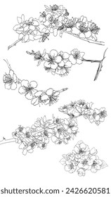 Set of drawings of sakura flowers, vector illustration. Hand drawn illustration