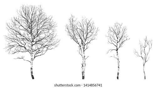 A set of drawings of trees without leaves. Birch. Vector illustration, isolated objects.